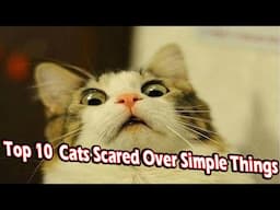 top 10 cats scared over simple things