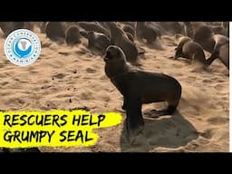 Rescuers Help Grumpy Seal