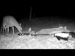 What Happens When the Water Freezes? Winter Wildlife: Trail Cam Highlights 1.30.25