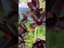 ❤️ our BLACK PEARL ORCHID.