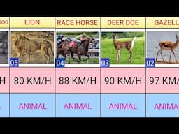 ANIMALS RUNNING SPEED COMPARISON