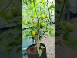 Abundance 🍅 #organicgarden #viralvideo #viralshort #nature #fruit #gardening #tomato