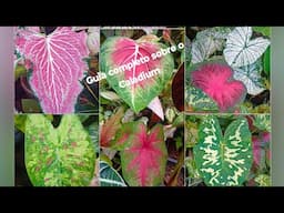 7 Motivos Pra Você Cultivar Caladium/ Como Cultivar & Propagar