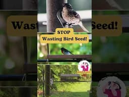 STOP Wasting Bird Seed