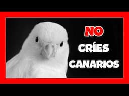 ⛔️ PROHIBIDO CRIAR CANARIOS | Cría de canarios para principiantes