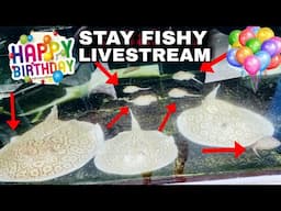 Stay Fishy Friday livestream  1/31/25