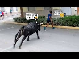 ये तो जोश जोश में सांड से जा भिड़ा फिर 😂🤣ll When Animal messed worng opponent