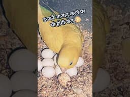 Birds Ko Azaad Karne Pe Hogi Jail 😱 #budgies #exoticbird #minivlog #shorts