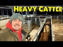 Weighing Cattle