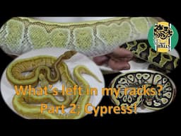 Breeding Ball Pythons; What's in my racks 2