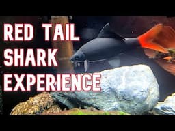 Red Tail Shark | My Experience Keeping