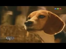 Videomatch - Como Perros y Gatos (HD)