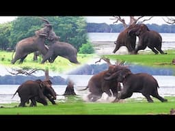 Nail biting! Angry Bull Elephants Fight to the Death to Win a Partner | Battle for dominance