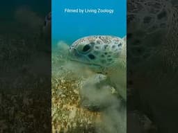 Massive Green sea turtles in the Red Sea in Egypt