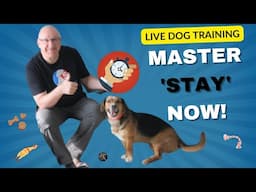 Expert Dog Trainer Shares Top Techniques to MASTER the Stay Command