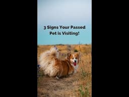 3 Signs Your Passed Pet is Visiting! #shorts