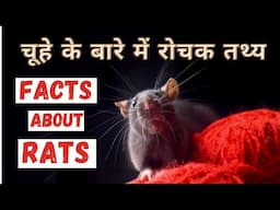 चूहों के बारे में रोचक जानकारी | Top 20 Interesting Facts about Rats | In Hindi