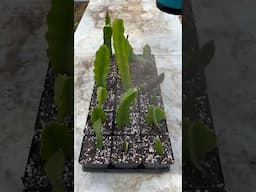 I Grew Dragon Fruit From a TINY Cutting! (Shocking Results!)