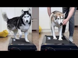 Husky Chased Me Off the Treadmill To Run On Her Own