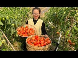 Harvest the tomato garden, go to the Tet market, roast rice and beans to eat