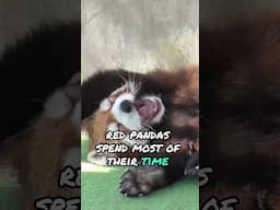 The Red Panda | #shorts #animals #redpanda