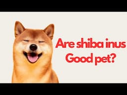 Don't Get A Shiba Inu Until You Watch This! 10 Pros and Cons of Owning a Shiba Inu