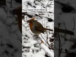 Nature! #birds #robin #snow #winter #frozen #cute #animals #pets #dog #cutedogs #robin #wales #woods