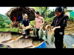 Harvesting fish in ponds and finding water sources - Tieu Vi Life Life