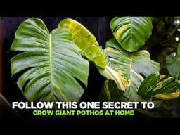 Follow this One Secret to Grow Giant Pothos at Home