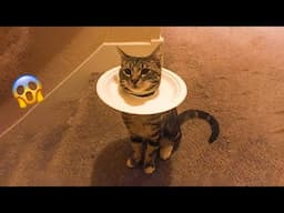 😂 LAUGH Non-Stop With These Funny Cats 😹 - Best Funniest Cats Expression Video 😇 - Funny Cats Life