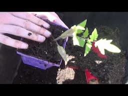 Tomato Growing Guide From Seed Starting - Harvesting