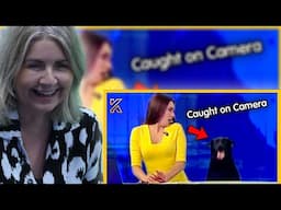 BRITS React to When Animals Steal the Show🤣Best News Bloopers