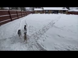 Snow Day | Life With Schnauzers