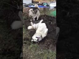 Husky Expectations / Reality🤣 Normal dogs vs Huskies | Huskies are pro at saying NO #husky #shorts