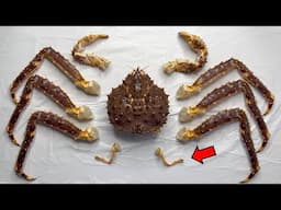 Why the King Crab is Not a "Crab" - King Crab Dissection