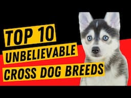 Top 10 Unbelievable Cute Crossing Of Dog Breeds