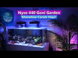 Nyos Opus 440 - Goni Garden  - Shoreline Corals Haul