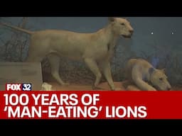 'Man-eating' lions: Celebrating 100 years at the Field Museum