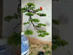 Artistic bonsai pruning techniques! #114 #lovebonsai #bonsai #bonsaiart #bonsaitree