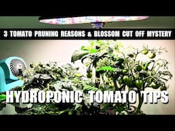 SPIDER FARMER NEW G12 GARDEN - 9 TOMATO TIPS FOR INDOORS