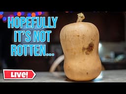 Cooking this Ugly Butternut Squash Live!