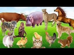 Sounds of Love Cute animal Sounds - Dog, cat, chicken, tortoise, elephant, cow - Animal sounds