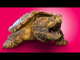 Ultimate Turtle Tour at America’s Favorite Reptile Zoo!