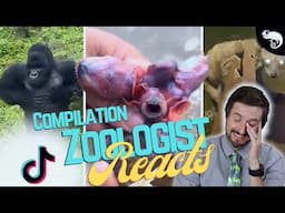 Zoologist Reacts To Viral Animal TikTok (Super Compilation)