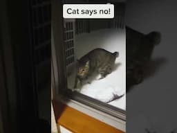 Funny Cat Reaction to Cold part 1 🤪😁 #funnycat #catreaction #cutecats