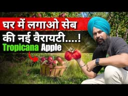 गर्म क्षेत्रों के लिए सेब की नई वैरायटी Tropicana Apple Trees The Best Varieties for Warm Climates