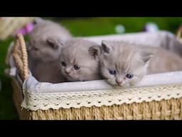 Kittens run around their mother cat - Cats play with dogs, chickens, ducks, rabbits, cows