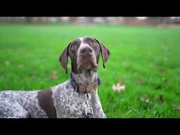 That face my GSP makes when he sees a squirrel