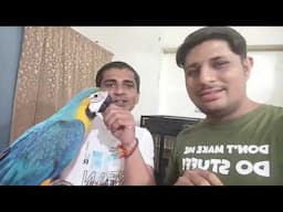 Big Parrot Lover in Rajkot Gujarat | Blue and Gold Macaw, umbrella cockatoo | Talking Parrot