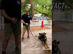 Building Eye Contact and Focus with a German Shepherd #dogs